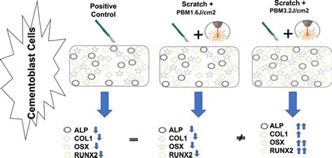 Schematic Representation Of The Scratch Assay And Gene Expression Results Download Scientific