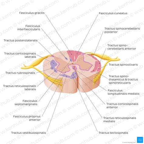 Vorderseitenstrang Anatomie Funktion ALS Kenhub