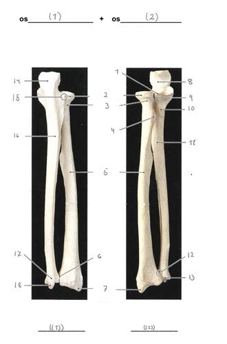 Os Radius Os Ulna Flashcards Quizlet