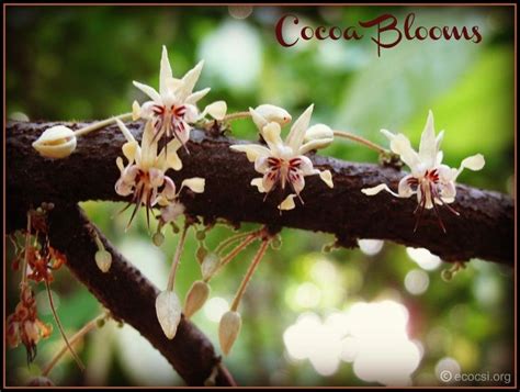 Cocoa Tree Flowers. Simply Stunning. | Noyes wedding | Pinterest | Veggie garden, Cocoa ...