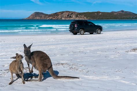 The Best Places To See Kangaroos On The Beach World Wildlife Travel