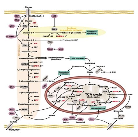 Cancer Cell Metabolism