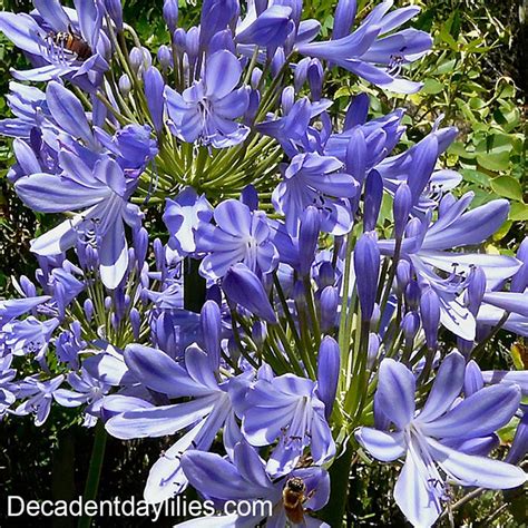 How To Grow Agapanthus Daylilies In Australia