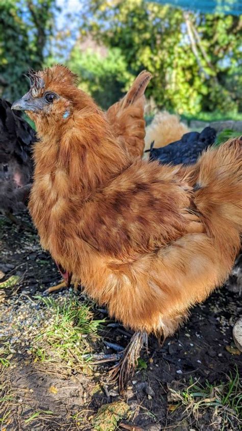 Jeune Coq De Soie Fauve 28160 UnCompagnon Fr