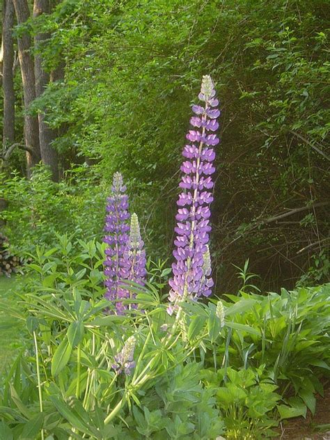 purple lupine