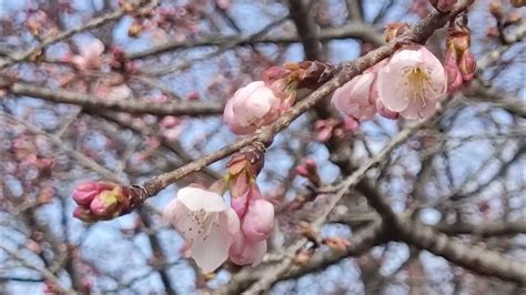 北浅羽桜堤公園の安行寒桜 二分咲き 2024年3月7日 Youtube