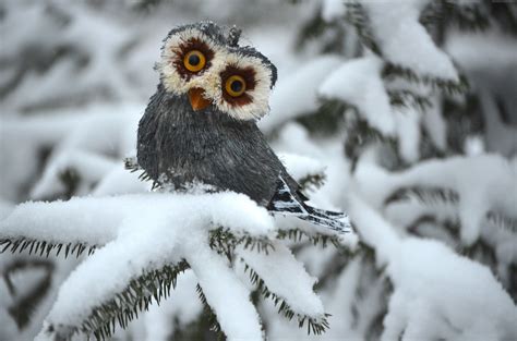 Owl in Snow: A Stunning 4K Ultra HD Winter Wallpaper