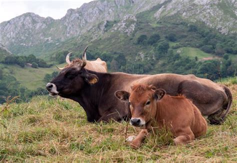 Rural La consejería confirma dos casos de Enfermedad Hemorrágica