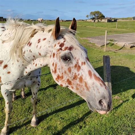 Appaloosa Horse - The Spotted Equine Beauty Unveiled