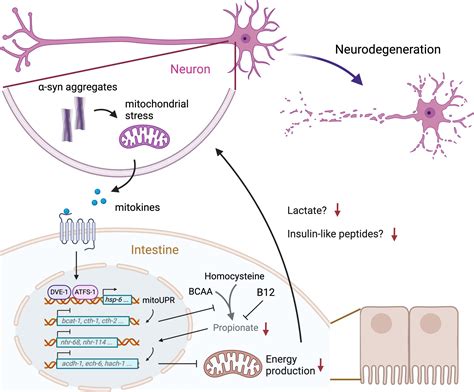 Parkinson Integratore Alimentare Sopprime La Neurodegenerazione