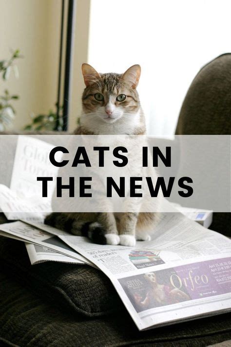 44 Cats In The News Ideas In 2021 Cats Pets Amazing Stories