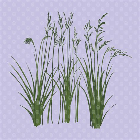 Archade A Grass Plant Vector Drawings