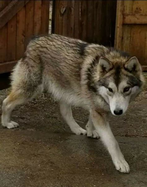 Wolf Hybrid | Pet dogs puppies, Puppy photos, Wolf dog