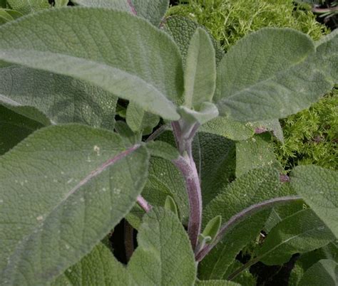 Salvia Officinalis Berggarten Kwekerij De Boever