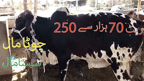 Naval Colony Moach Goth Mandi Latest Cattle Rates Update Youtube