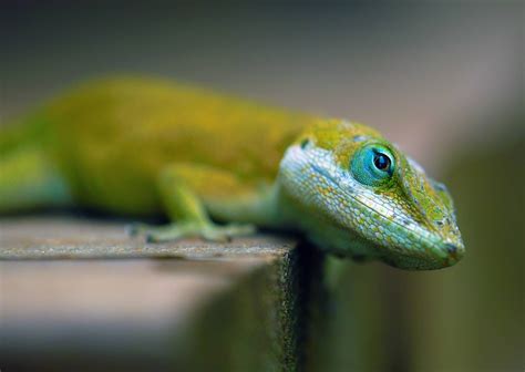 Reptile Wallpapers Wallpaper Cave