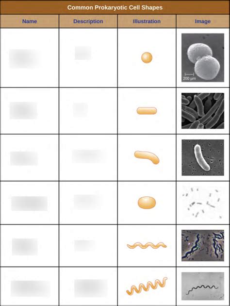 Cell Shapes Diagram Quizlet