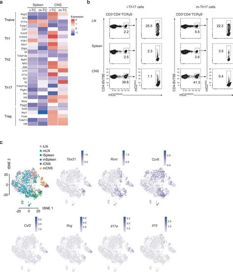 Single Cell Transcriptome Analysis In I T Cells And M T Cells A