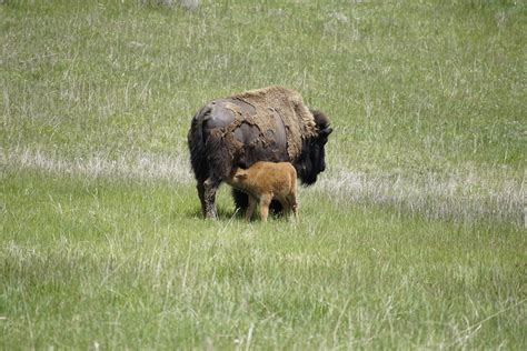 Bison Buffalo Wildlife - Free photo on Pixabay - Pixabay