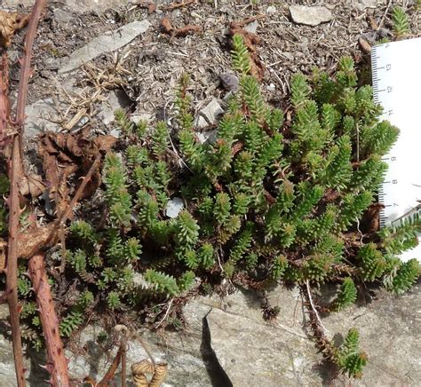 Sedum Sexangulare Tasteless Stonecrop Plymouth Phil Pullen Flickr