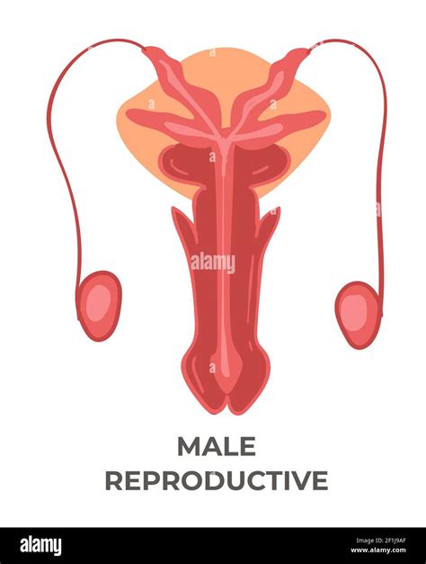 Arriba más de 74 dibujos aparato reproductor masculino última camera