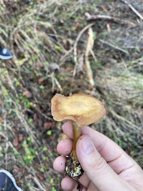 Wavy cap? : r/shrooms