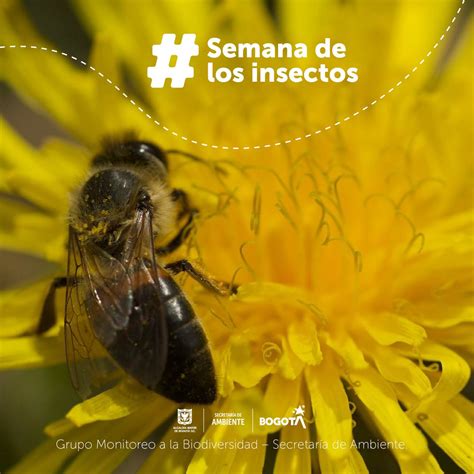 Secretaría De Ambiente On Twitter ¿sabías Que El Orden Hymenoptera