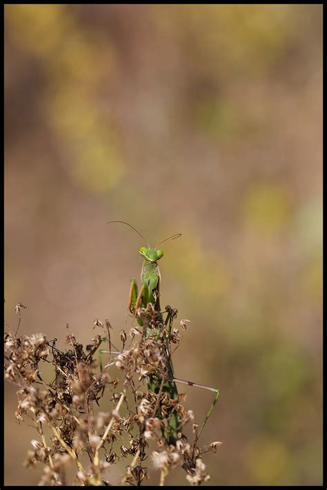 Mante Religieuse Marc Jarry Flickr