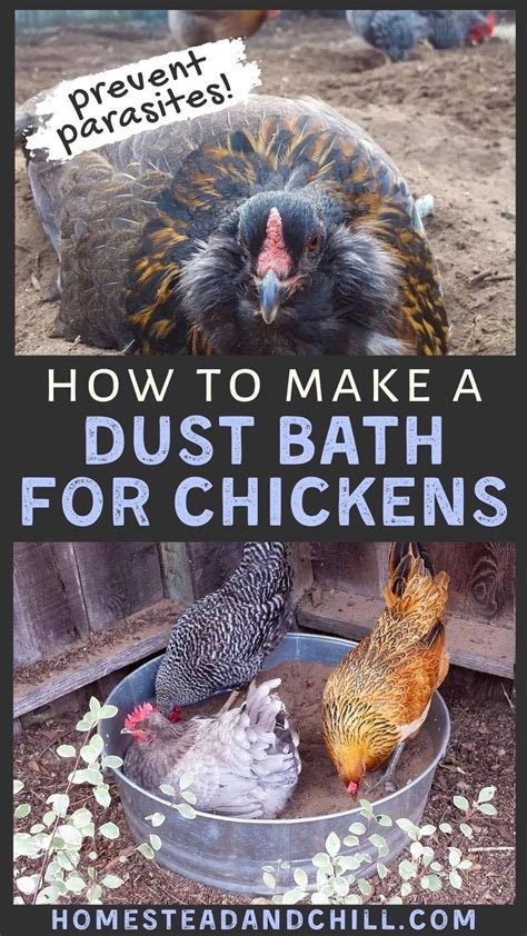 How to Make a Chicken Dust Bath: Easy DIY Ideas ~ Homestead and Chill