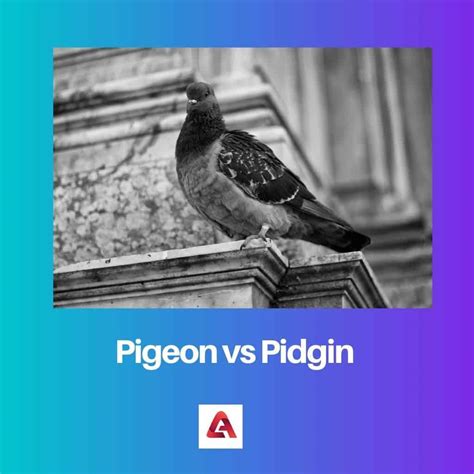 Pigeon vs Pidgin: Difference and Comparison