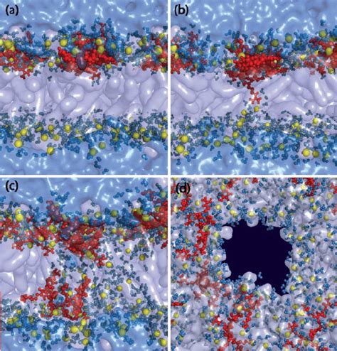 Four Snapshots Of A Molecular Dynamics Simulation A A Lateral View