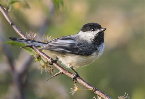 Black-capped Chickadee | Nature Photography | Magic Hedge