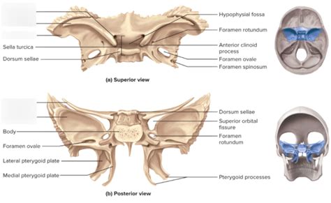 Skull Sphenoid Bone Diagram Quizlet