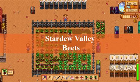 Stardew Valley Beets GUIDE: How to get it? | Stardew valley wiki