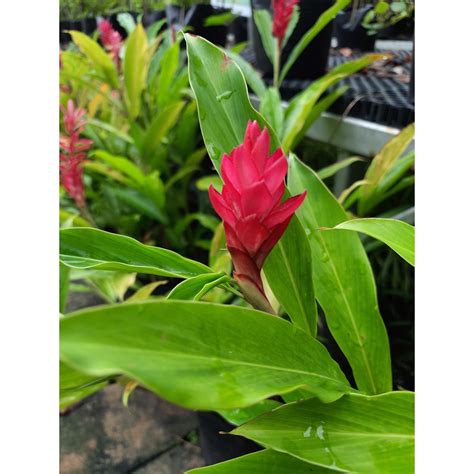 Alpinia Purpurata/ Red Ginger/Lengkuas/Alpinia/Tepus/Outdoor Plant | Shopee Singapore