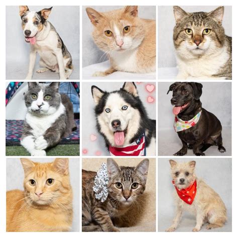 Adoptable Pets from Salina Animal Shelter