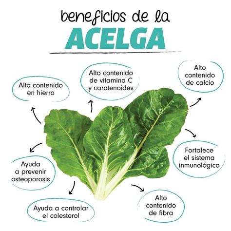 Beneficios De La Acelga Nutricion Y Salud Consejos Frutas Y Verduras