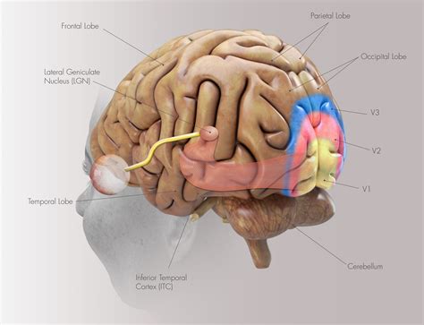 Secondary Visual Cortex