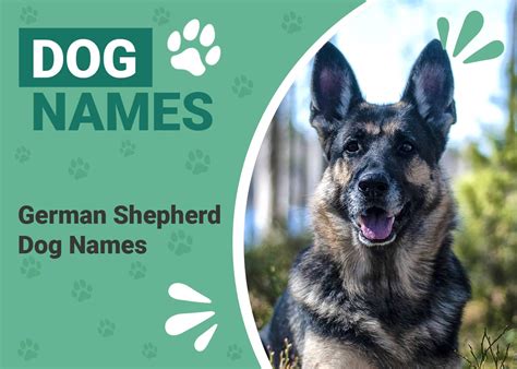 Rare German Shepherd Names - Infoupdate.org