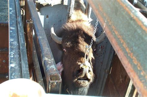 Capture Slaughter Of Yellowstone Bison Roil Big Sky Country Nbc News