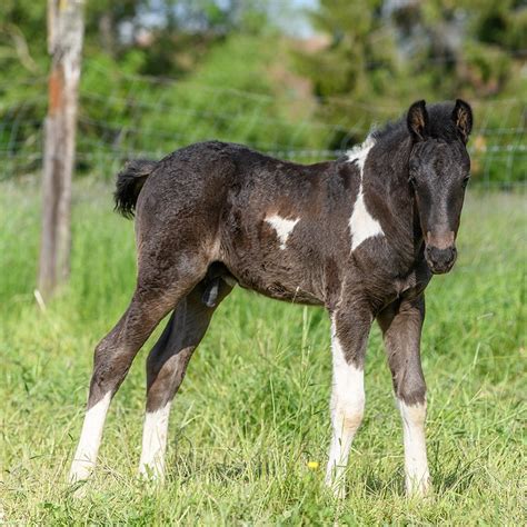 The Importance of Newborn Foal Navel Care | Vetericyn