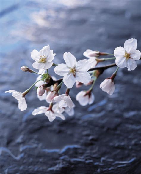 无人竖图俯视室外特写白天幸福纯洁石头美景植物樱花许多盛开石子景观花花瓣花朵花卉鲜花粉色自然花蕊