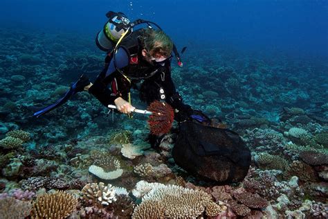divers remove   deadly starfish