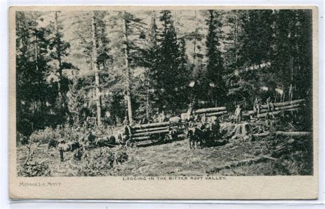 Logging Lumber Bitter Root Valley Montana 1906 Postcard Postcard Montana Valley