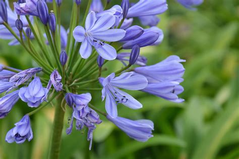 How To Grow Agapanthus Growing African Lilies Inside