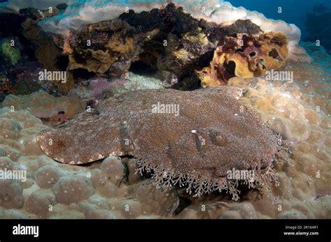 tasselled wobbegongs eucrossorhinus dasypogon carpet shark