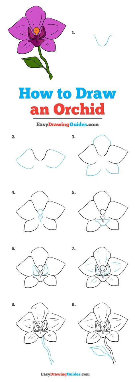 How To Draw A Beautiful Orchid Really Easy Drawing Tutorial