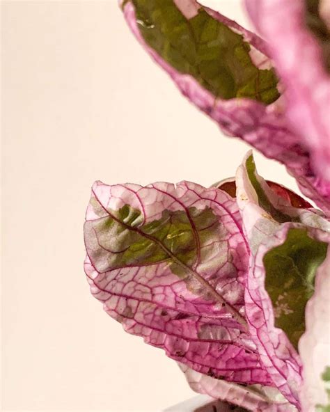 Purple Waffle Plant Care And Growing Guide Plantcarefully