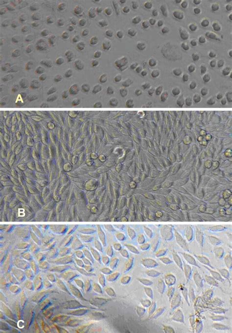 Figure From Evaluation Of Alginate Dialdehyde Cross Linked Gelatin