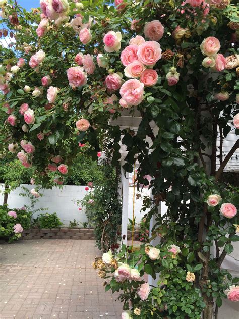Climbing roses fence yellow climbing rose kiss me kate climbing rose
